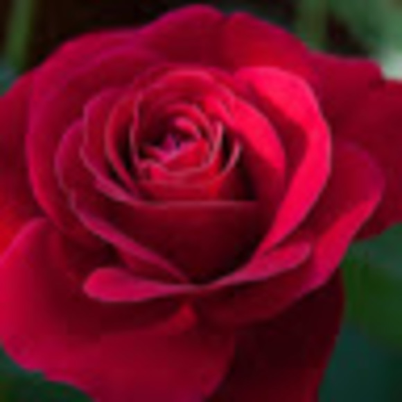 Meet your Posher, Libre - Picture 1 of 1